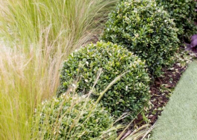 Back garden design in Friern Road, Dulwich, 11 Clipped box border