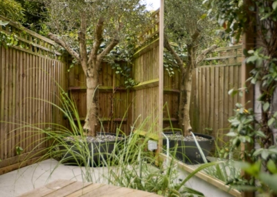 Garden design in Elmwood Rd, 5 View from bench to olive tree at back, with mirror to side.