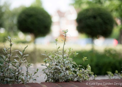 Front garden design, Woodwarde Road, London, 5