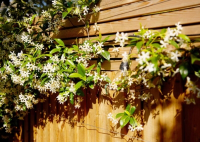 Back garden design in Frankfurt Road, 4 Side fence and trellis with climbing plant.